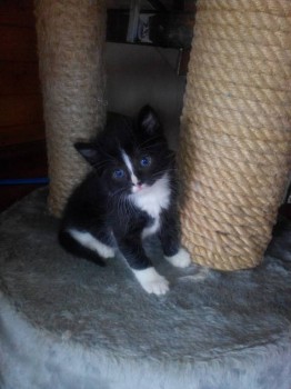 Любимая кошатинка  - IMG_20150416_083641.jpg