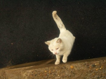 Любимая кошатинка  - IMG_20150421_154120.jpg