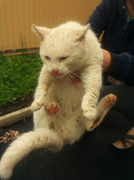 Любимая кошатинка  - IMG_20150421_154814.jpg