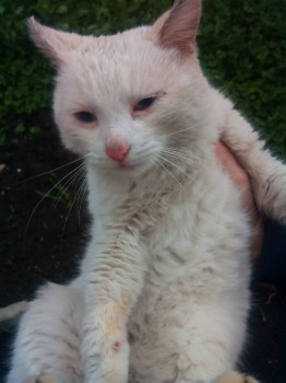 Любимая кошатинка  - IMG_20150421_154904.jpg