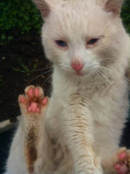 Любимая кошатинка  - IMG_20150421_154912.jpg