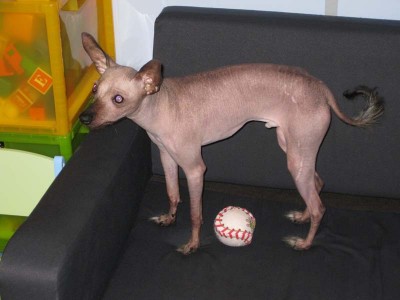 Придется завести собаку... - IMG_0498.jpg