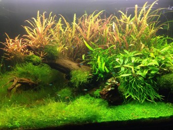 Аквариум. - image.jpg