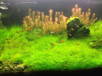 Аквариум. - image.jpg