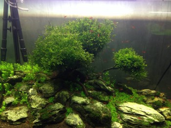 Аквариум. - image.jpg