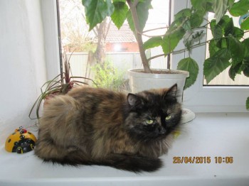 Любимая кошатинка  - IMG_1658.JPG