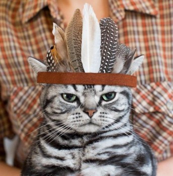 Вождь хитромордых