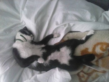 Любимая кошатинка  - CAM01408.jpg