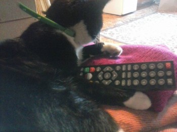 Любимая кошатинка  - CAM01424.jpg