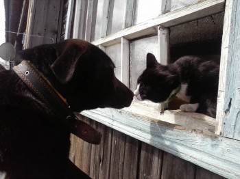 с молочным братом Чернышом :) устроили нам минутку мимимишности