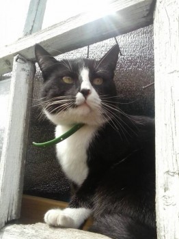 Любимая кошатинка  - CAM01476.jpg