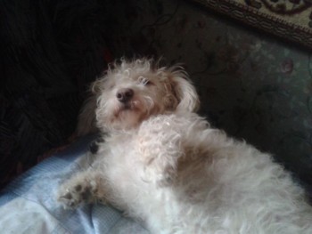 О упокоении р.Б. Надежды, нашей форумчанки Lili Marlen - 20131206_140150.jpg