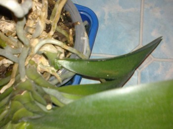 Орхидеи. - 201505081805.jpg