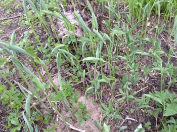 Наша дача - image.jpg