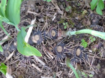 Наша дача - image.jpg