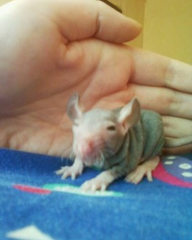 Грызуны - Фото-0020.jpg