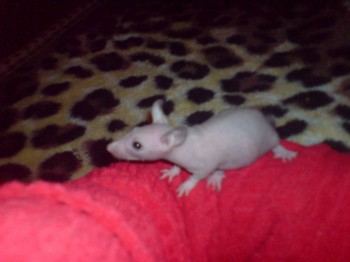 Грызуны - DSC00967.JPG