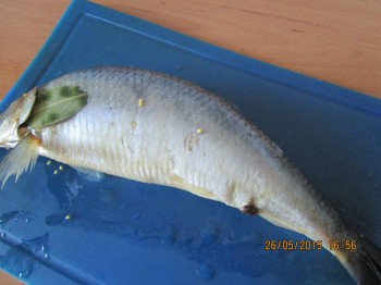 Уже готовая, но еще не разделанная сельдь