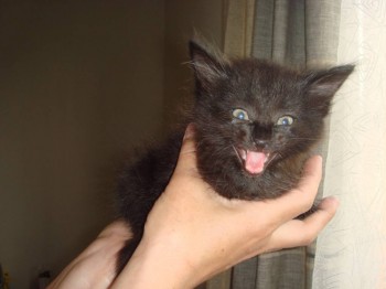 Любимая кошатинка  - DSC05852.JPG