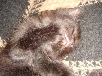 Любимая кошатинка  - DSC05857.JPG