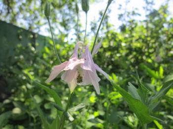 Наши цветы 2 - IMG_3132.JPG