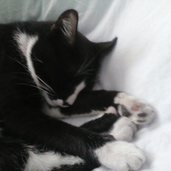 Любимая кошатинка  - _iUxJC470HI.jpg