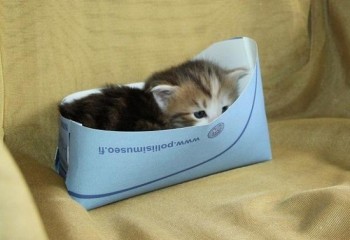 Они прекрасны и удивительны Из жизни животных. - аму.jpg