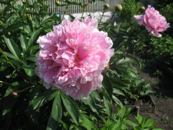 Наши цветы 2 - IMG_6035-1.JPG