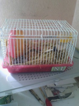 Грызуны - dIgHpyY7a5U.jpg