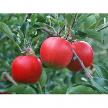 Про аватарки обсуждения -3 - яблоня  сорт Факел.JPG