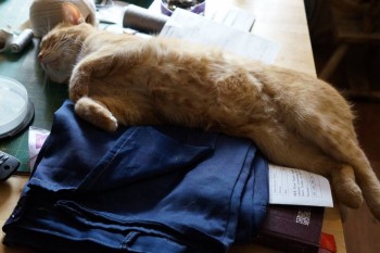 Страшнее кошки зверя нет  - DSC09203.JPG