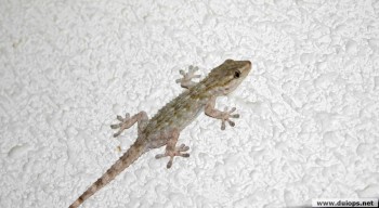 Что это за насекомое такое?Наш новый жилец :  - salamanquesa2.jpg