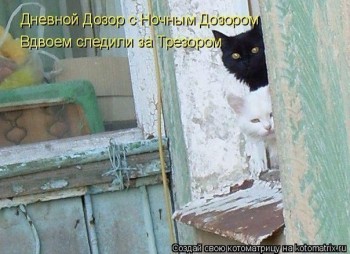 Любимая кошатинка  - bTGkb1VE_CM.jpg