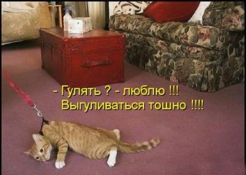 Любимая кошатинка  - iObR5ctlnFs.jpg