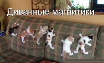 Любимая кошатинка  - obZ3-6rUM-0.jpg