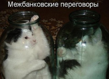 Любимая кошатинка  - OLKSWpQTJ88.jpg
