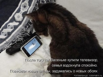 Любимая кошатинка  - wpr_6uljNdI.jpg