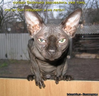 Любимая кошатинка  - XfLoEle7TQw.jpg