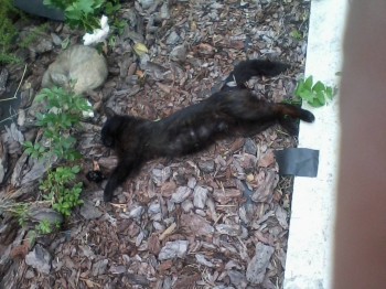 Любимая кошатинка  - Фото-0027.jpg