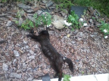 Любимая кошатинка  - Фото-0028.jpg