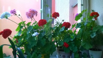 Наши цветы 2 - WP_20150708_001.jpg