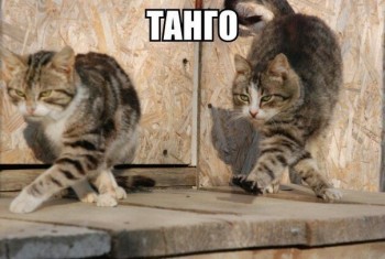 Любимая кошатинка  - 8QwXTUB3uGU.jpg