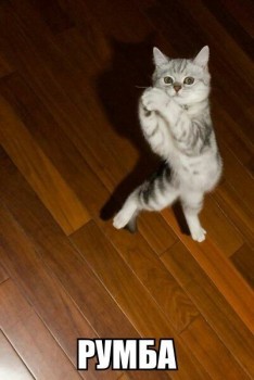 Любимая кошатинка  - HNVkQEZd_Y4.jpg