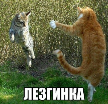 Любимая кошатинка  - pvodJAIEulc.jpg