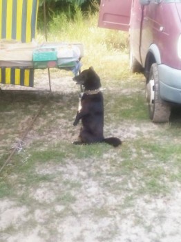 Они прекрасны и удивительны Из жизни животных. - IMG_20150715_074230.jpg