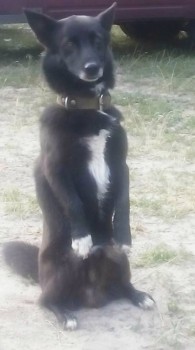 Они прекрасны и удивительны Из жизни животных. - IMG_20150715_074706.jpg