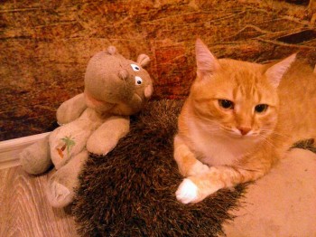 Любимая кошатинка  - image.jpg