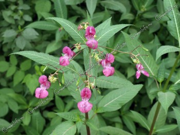 Наша дача - бальзамин железистый.jpg