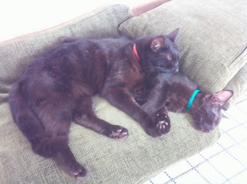 Любимая кошатинка  - 2SuWARnyUZY.jpg