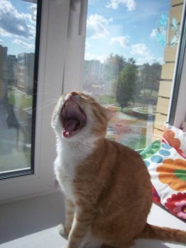 Любимая кошатинка  - 100_2230.JPG